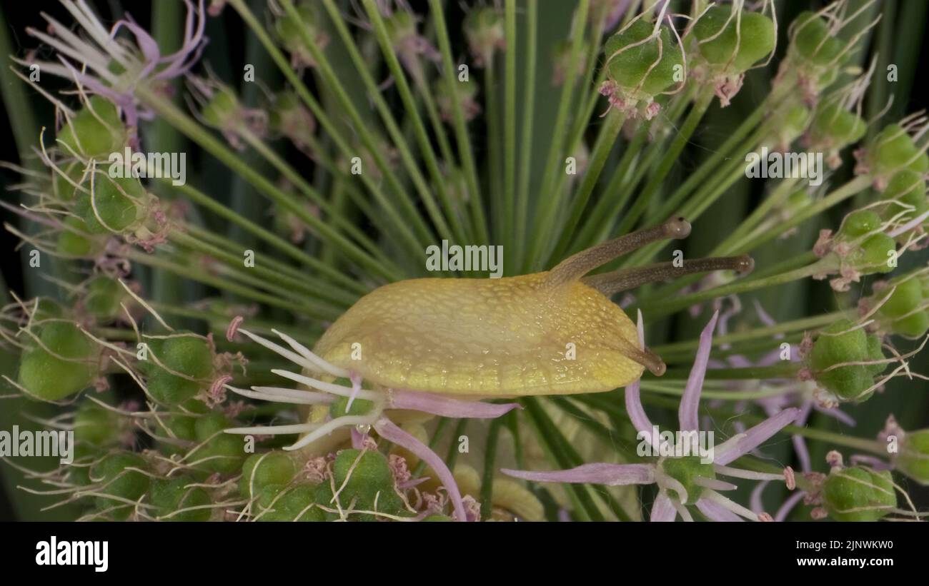 Gros plan de l'escargot rampant sur un oignon sauvage de fleur d'Allium et le mange sur fond de feuilles vertes. Banque D'Images