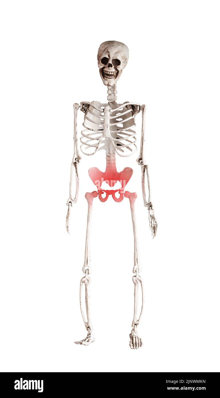 Squelette humain bassin avec point rouge isolé sur fond blanc. Douleurs pelviennes dans les systèmes reproducteur, urinaire ou digestif ou des muscles et des ligaments. Problèmes de santé, concept d'anatomie. Photo Banque D'Images