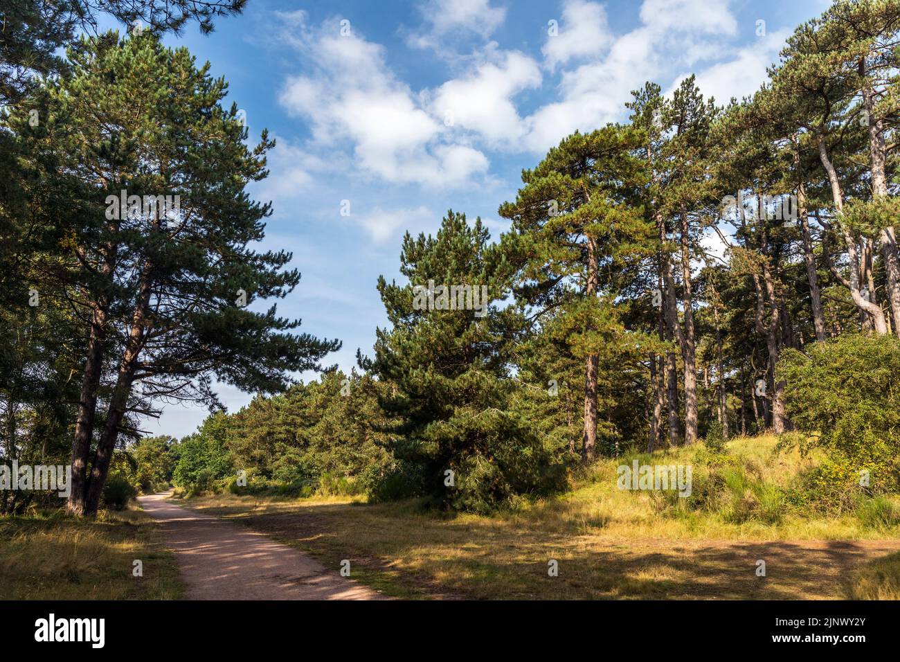 Wells Wood; Norfolk; Royaume-Uni Banque D'Images