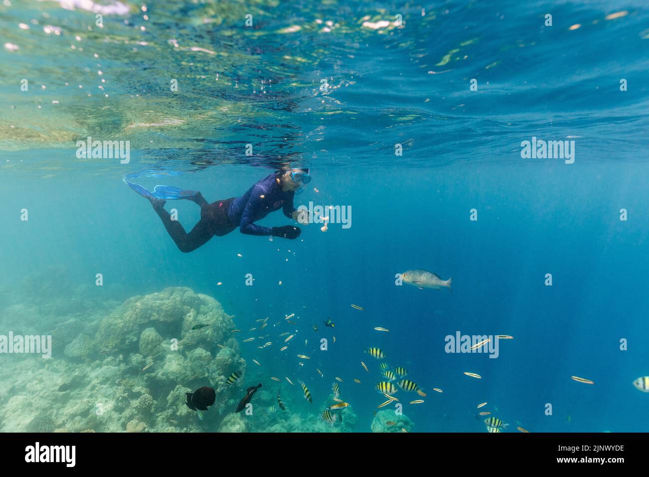 Plongée en apnée et alimentation de poissons; Maldives Banque D'Images
