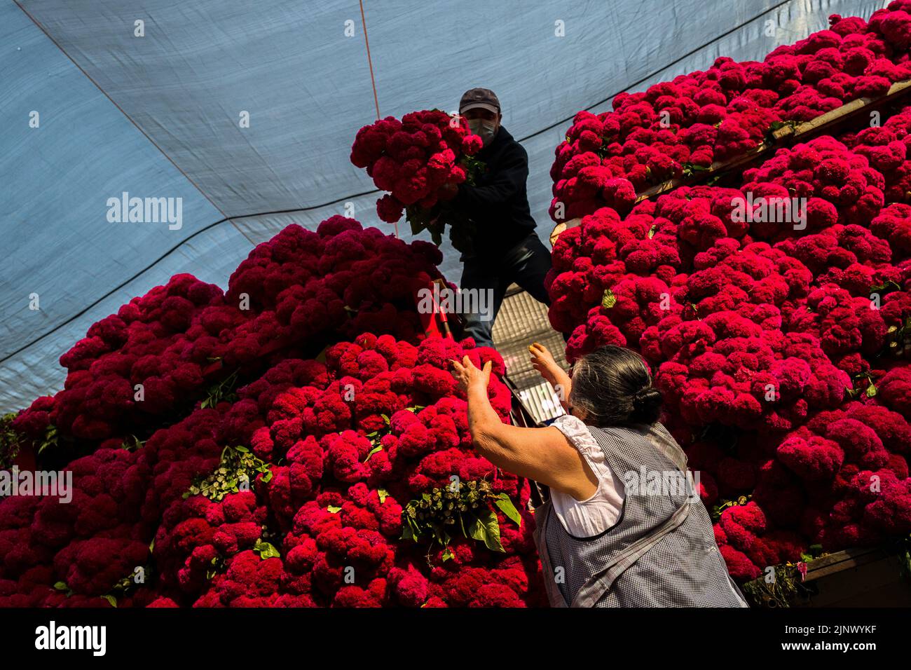 Un agriculteur mexicain décharge des grappes de fleurs marigolées pour les célébrations du jour des morts sur le marché de Mexico, au Mexique. Banque D'Images