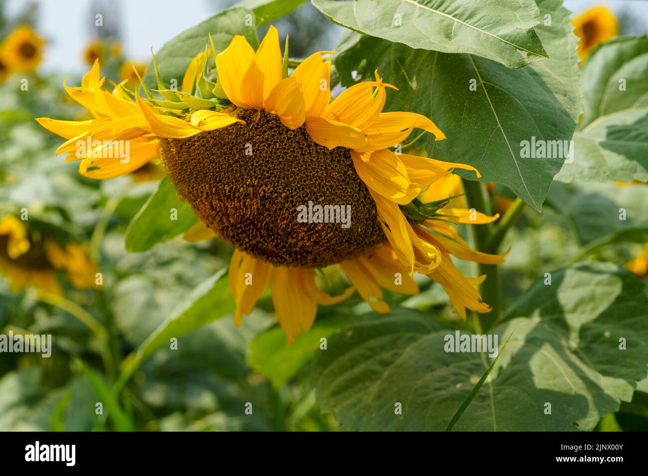 Fleur de tournesol dans le champ. Champ de tournesol. Gros plan sur le tournesol. Tournesol Banque D'Images