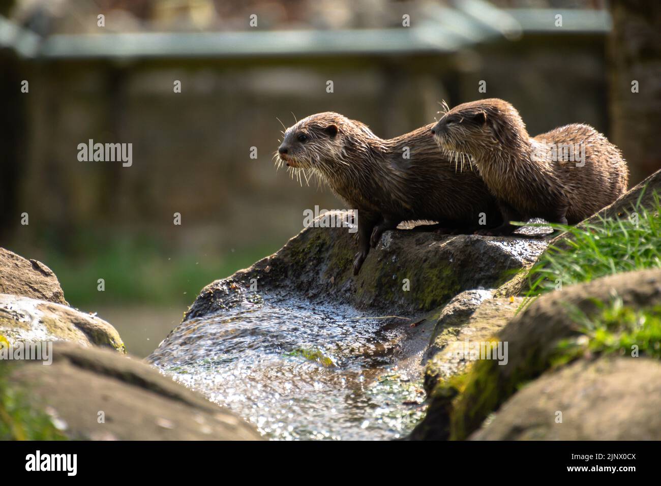 Deux petits pupes asiatiques à petit rafle, au sommet d'une chute d'eau, le zoo d'Édimbourg Banque D'Images