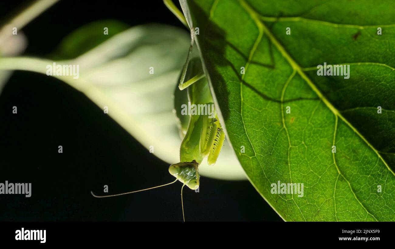 La mante priante est silhouettée derrière une feuille de lilas verte. Gros plan de l'insecte de la mantis. Rétroéclairage (Contre-jour) Banque D'Images