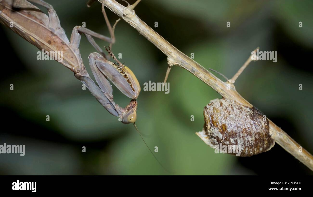 La mante de prière se trouve sur une branche à côté d'un embrayage d'Ootheca (Oviparity). Gros plan de l'insecte de la mantis. Accouplement Mantis Banque D'Images
