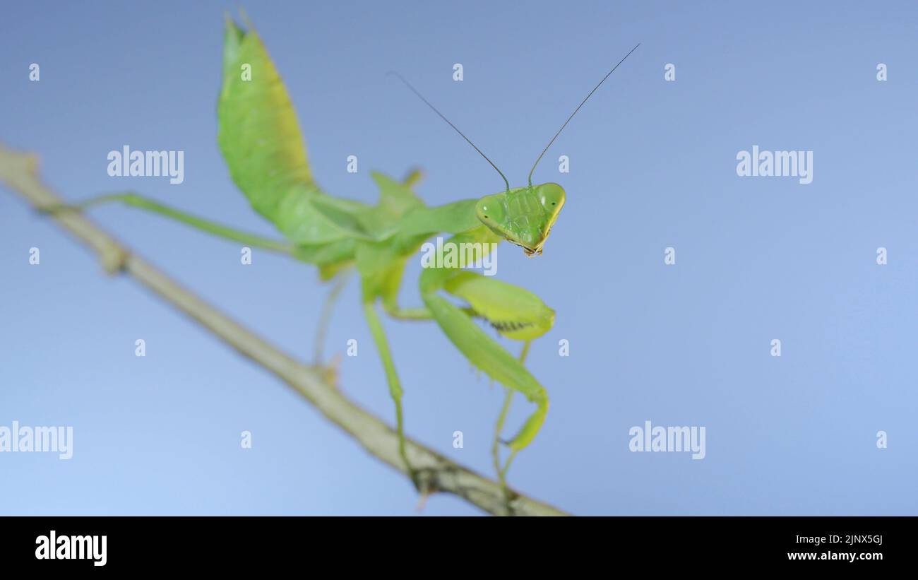Gros plan de mantis de prière vert assis sur la branche du Bush et regarde sur la caméra sur fond bleu ciel Banque D'Images
