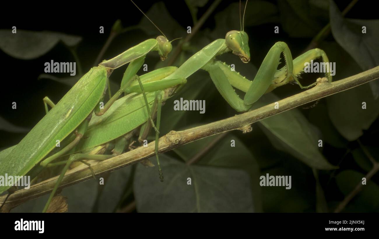 Accouplement de mantes de prière. Gros plan de l'insecte de la mantis mâle et femelle Banque D'Images