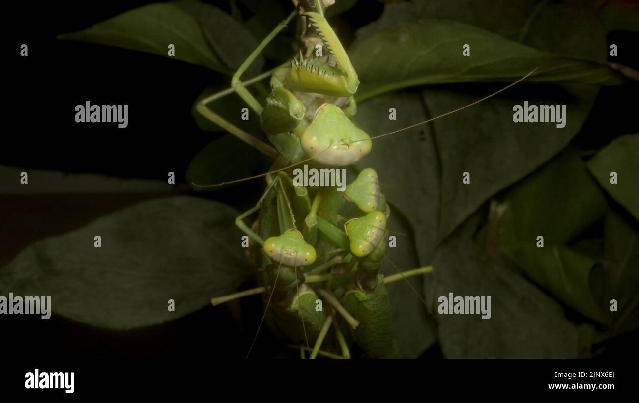 Les mantises de prière copulent deux hommes et deux femmes. Gros plan de l'insecte de la mantis. Portrait avant Banque D'Images