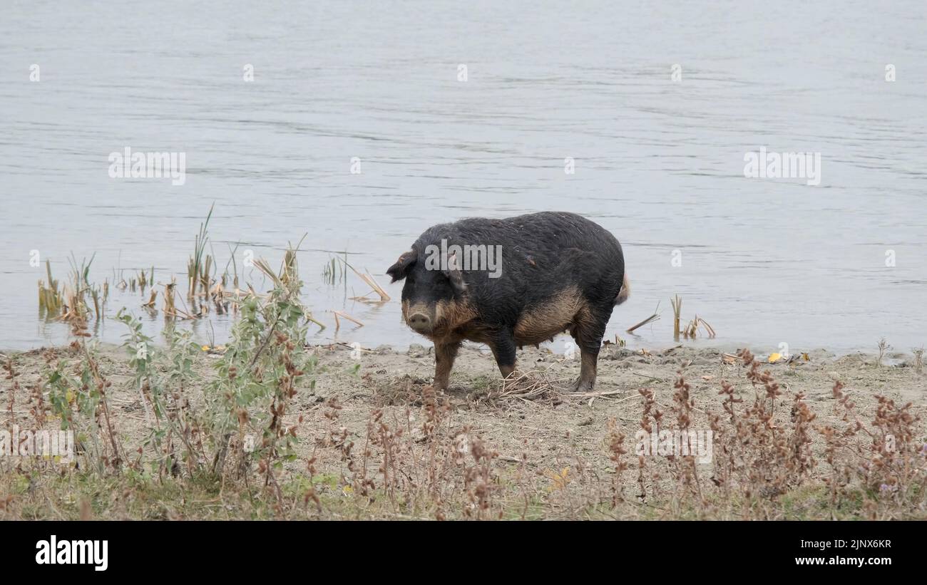 Le cochon sauvage (hybride boar-cochon) creuse le sol dans la zone côtière à côté du delta du Danube Banque D'Images