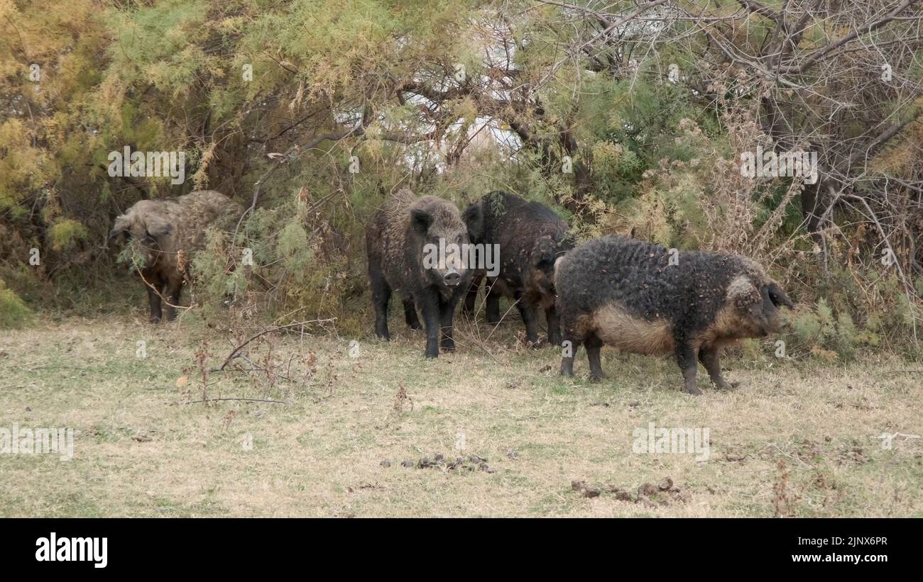 Le sanglier (sus scrofa) dirige le troupeau de porcs sauvages (hybrides de sangliers-cochons) dans un pré d'automne près du delta du Danube Banque D'Images