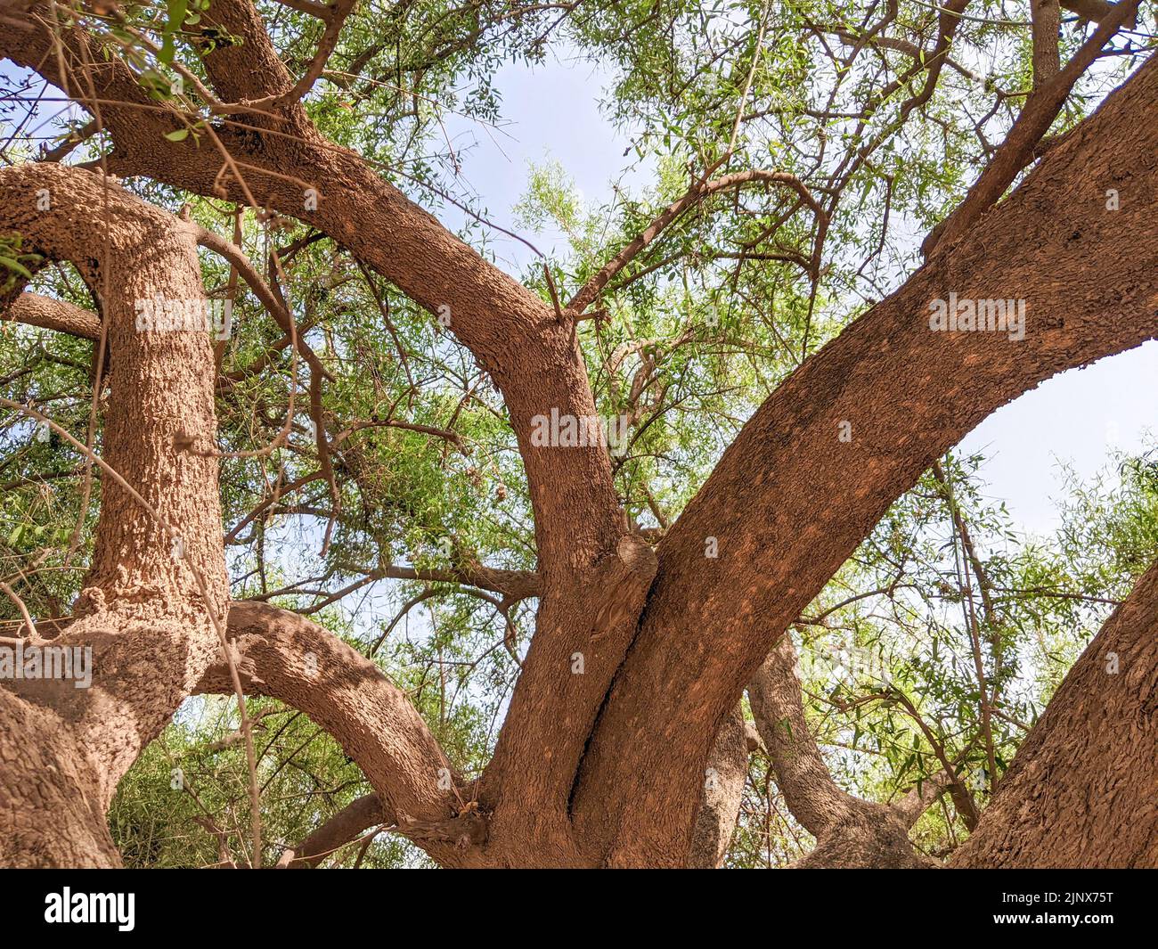 Salvadora persica bien connu comme arbre de Peelu en Inde et au Pakistan dans le désert Banque D'Images