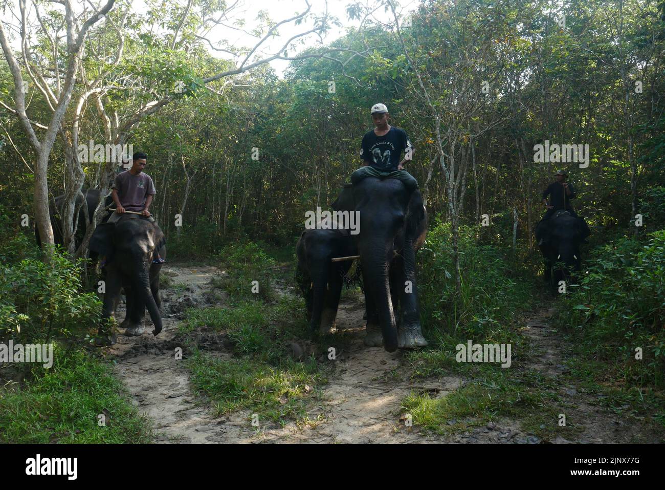 SUMATERA, LAMPUNG, Indonésie. 12th août 2022. Mahout (maître-éléphant) escorte les éléphants pour être baignés dans la rivière avant de patrouiller les éléphants sauvages au siège de Tegal Yoso, Way Kambas, Lampung, le 14 août, 2022. Il y a environ 66 éléphants sauvages et 66 éléphants boiteux qui vivent en chemin du parc national de Kambas, East Lampung. Certains des éléphants tames ont été choisis pour patrouiller des éléphants afin de prévenir le conflit entre l'homme et l'éléphant, qui sont membres de l'unité de réponse à l'éléphant (ERU). Les éléphants qui sont utilisés pour prévenir les conflits sont généralement des éléphants mâles de grande taille pour faire peur aux éléphants sauvages qui traversent Banque D'Images