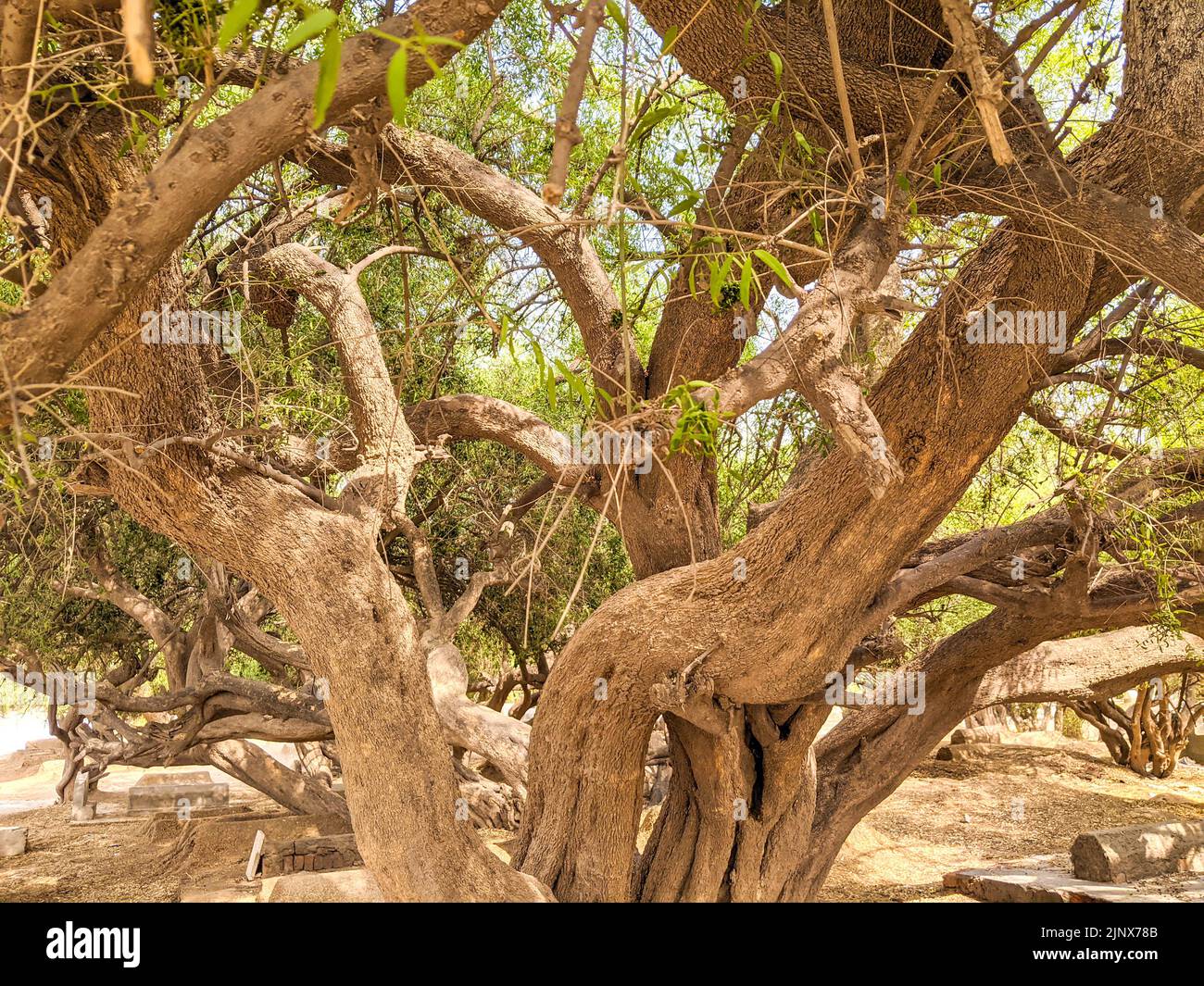 Salvadora persica également connu sous le nom d'arbre Peelu dans le désert Banque D'Images