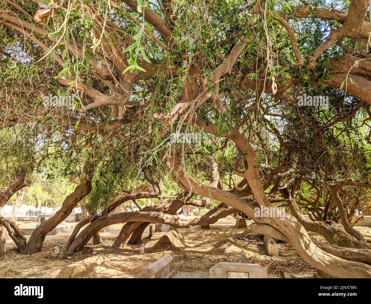 Et l'arbre Salvadora persica ou peelu vieilli dans le désert Banque D'Images