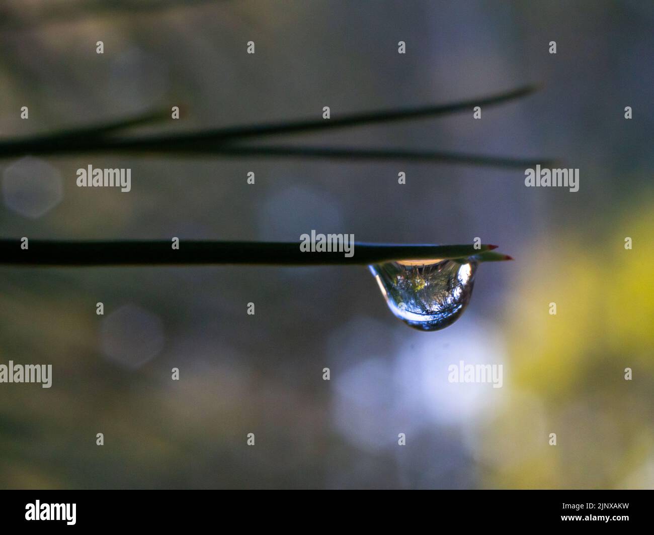 gouttelettes d'eau accrochées à une feuille d'épine d'un arbre Banque D'Images