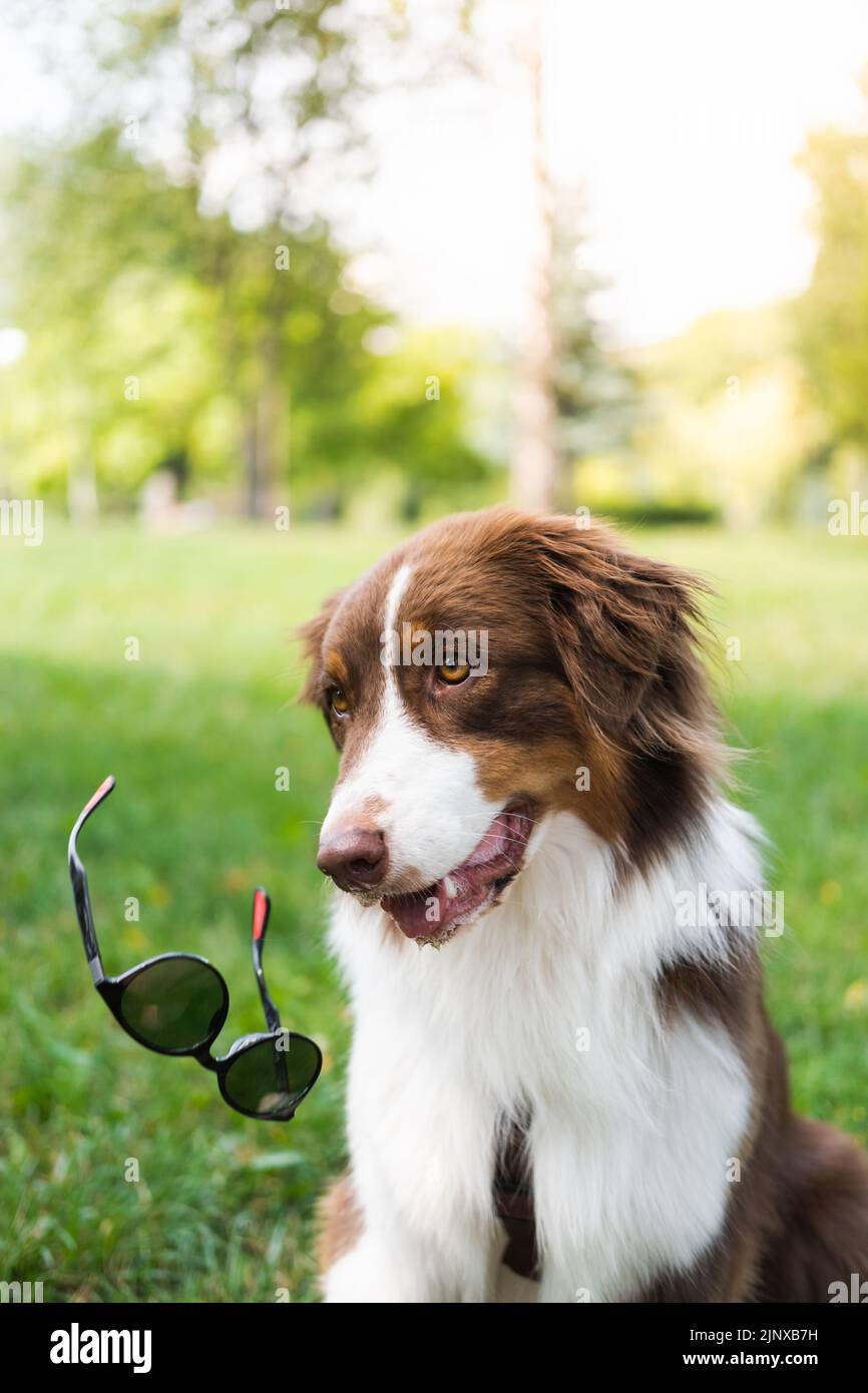 Dingo Funny aussie Dog lance des lunettes de soleil. Portrait d'un joli berger australien dans un parc Banque D'Images