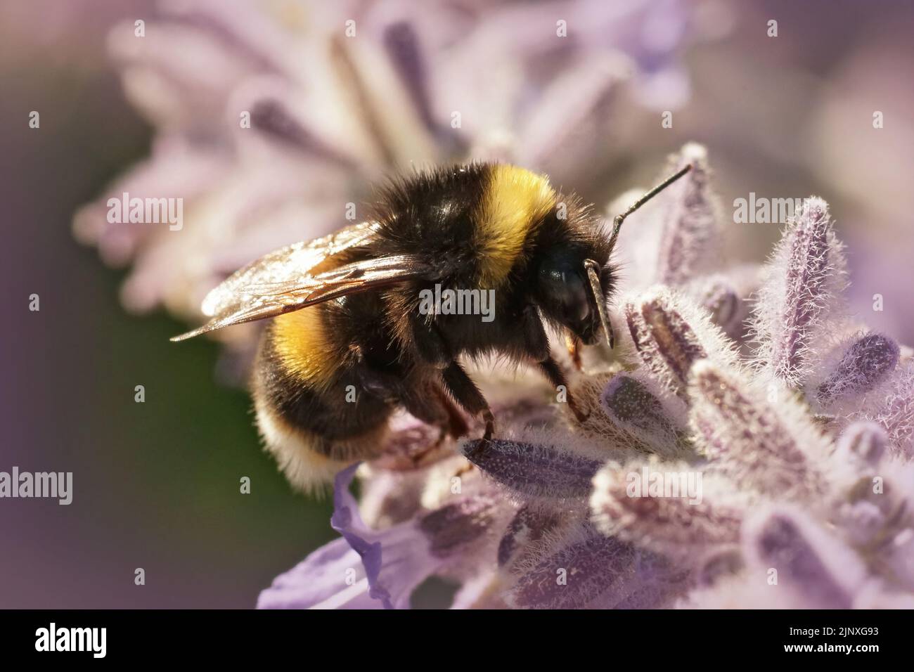 Gros plan sur une grande reine méditerranéenne bourdon, Bombus terrestris sur sauge russe pourpre Banque D'Images