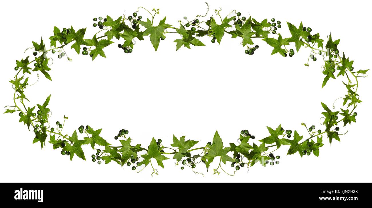 Ivy avec baies vertes isolées sur fond blanc, cadre ovale. Banque D'Images