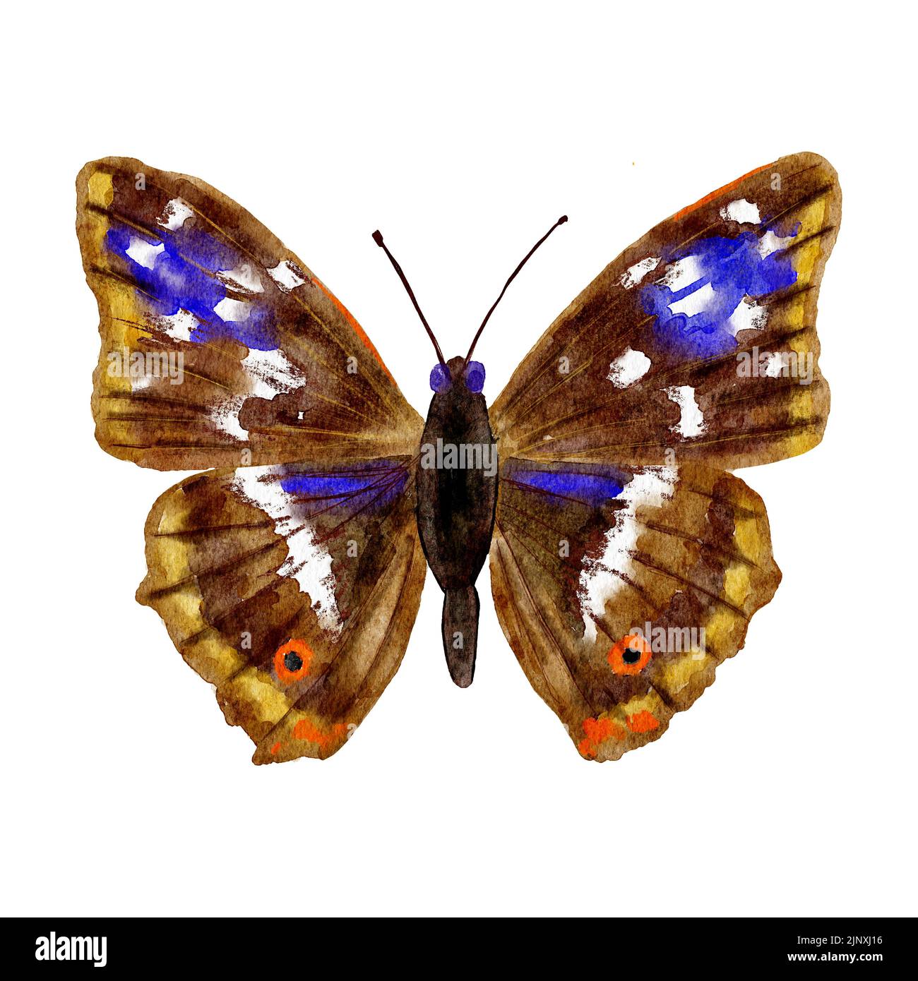 Aquarelle illustration dessinée à la main de l'empereur violet de l'iris d'Apatura. Nature faune naturel réaliste papillon insecte papillon. Jaune brun bleu nuit espèces, ailes de punaises avec texture imprimé, animal en voie de disparition Banque D'Images Aquarelle illustration dessinée à la main de l'empereur violet de l'iris d'Apatura. Nature faune naturel réaliste papillon insecte papillon. Jaune brun bleu nuit espèces, ailes de punaises avec texture imprimé, animal en voie de disparition Banque D'Images