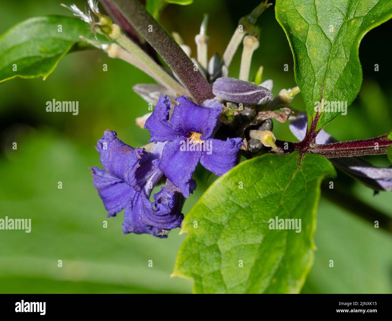Petites fleurs en trompette bleue de la Clématis vivace non grimpant, Clematis tubulosa 'Cassandra' Banque D'Images