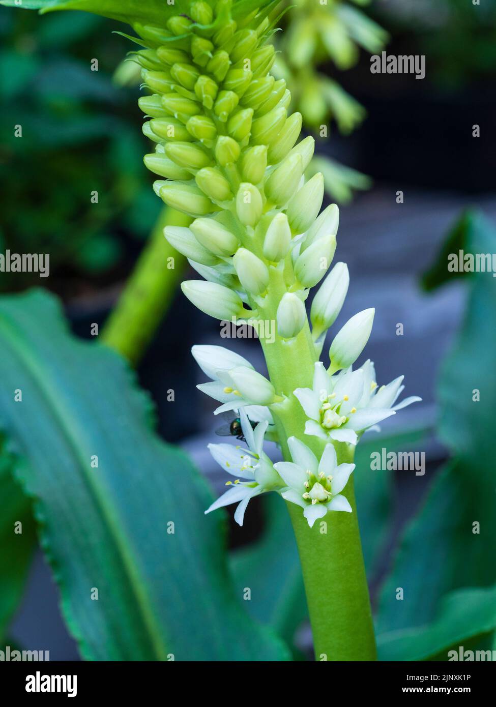 Développement de fleurs blanches sur la pointe de la poire à nénuphars d'ananas, Eucomis autumnalis 'White Pearl' Banque D'Images