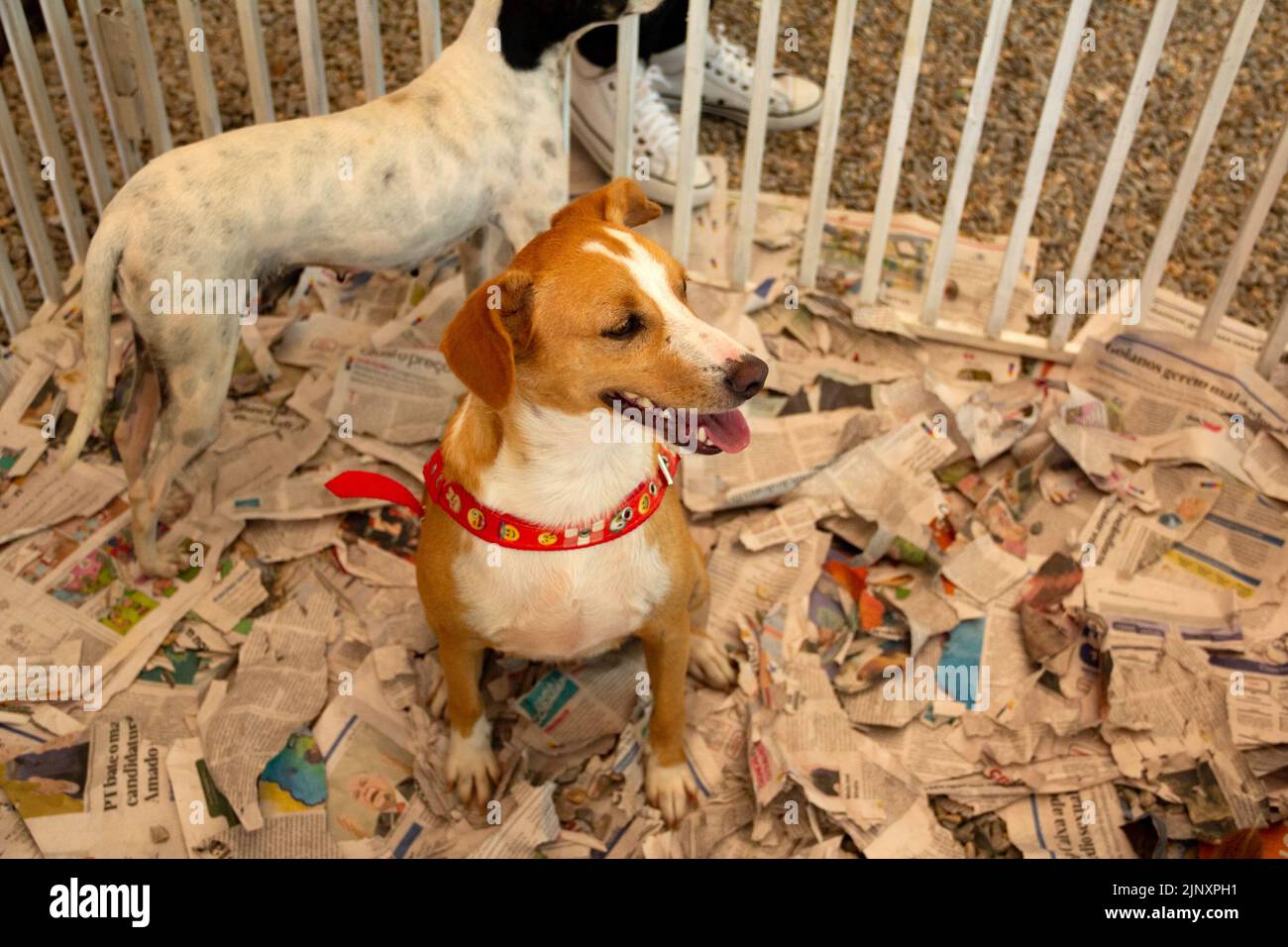 Goias, Brésil – 13 août 2022 : un chien pris au piège dans une plume lors d'un salon d'adoption pour les animaux sauvés de la rue. Banque D'Images