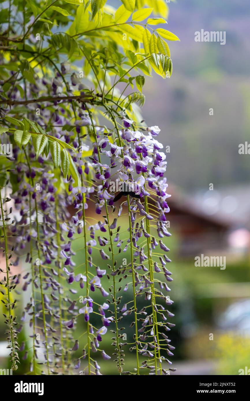 Accent sélectif sur les fleurs de Wisteria qui commencent à fleurir au printemps. Plante de vigne poussant sur un poteau métallique. Banque D'Images