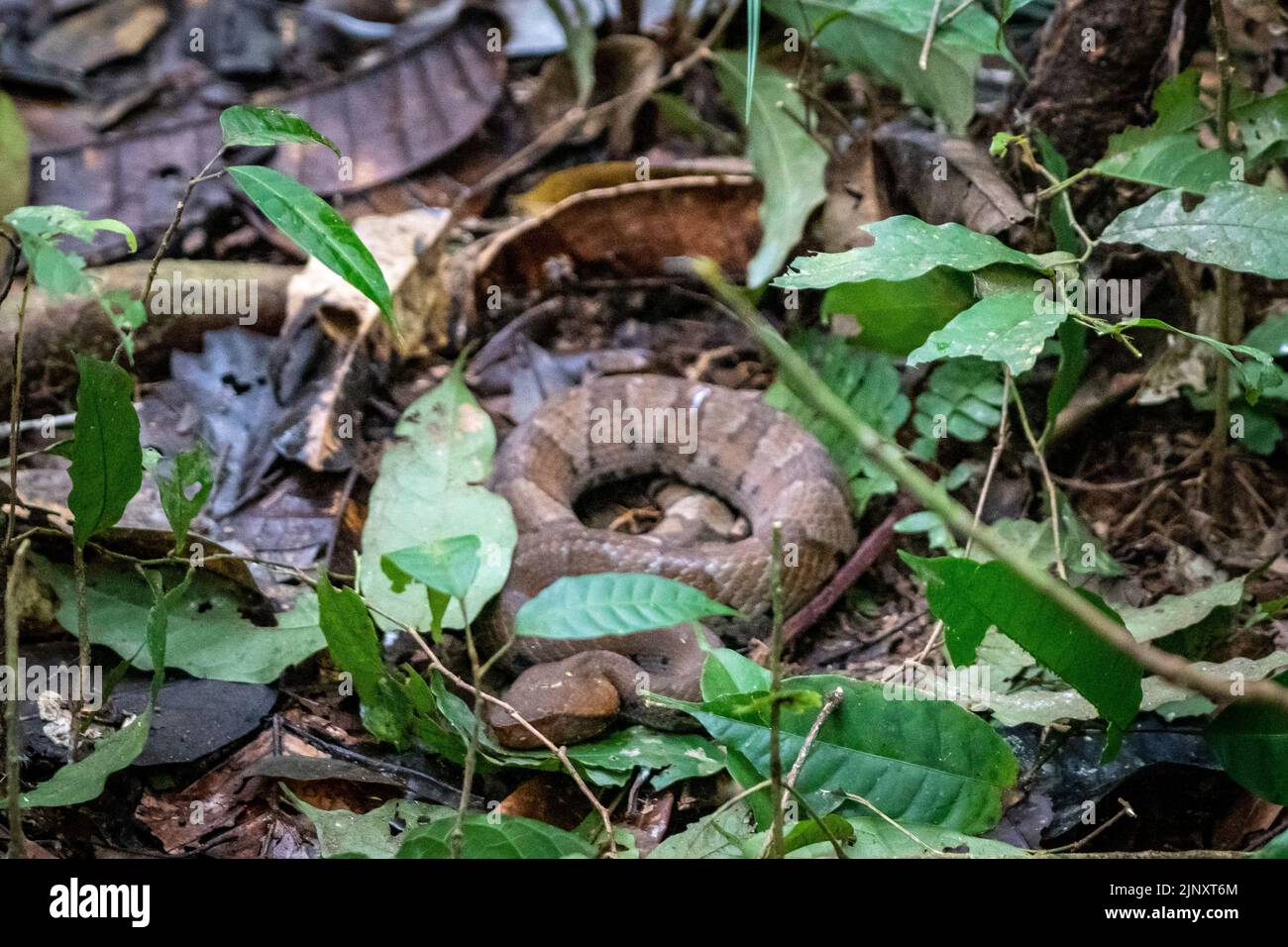 Le serpent Bushmaster (Lachesis muta) dans l'Amazonie péruvienne est l'un des plus grands et des plus mortels dans la forêt tropicale Banque D'Images