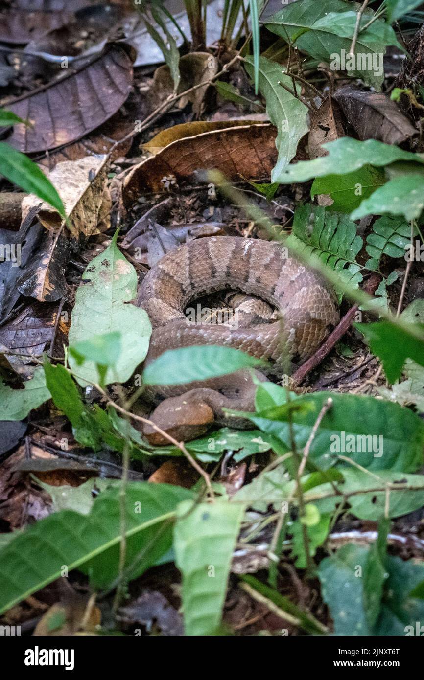 Le serpent Bushmaster (Lachesis muta) dans l'Amazonie péruvienne est l'un des plus grands et des plus mortels dans la forêt tropicale Banque D'Images