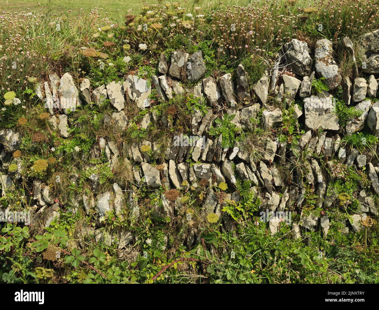 Haie cornouailles avec abondance de fleurs sauvages près des Rumps, Cornwall Banque D'Images