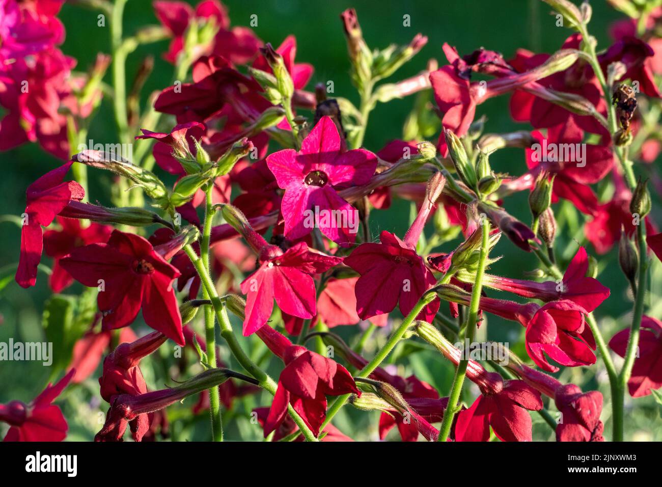 Tabac perse - Nicotiana alata plante à fleurs rouge poussant dans le jardin Banque D'Images