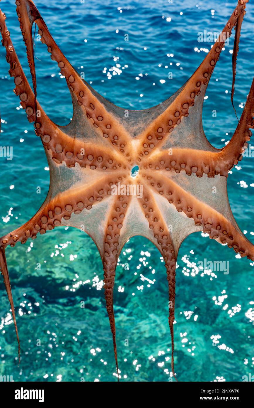 Squid/Octopus suspendu au sec à l'extérieur D'Un restaurant dans la baie d'Ammoudi, Oia, Santorini, Iles grecques, Grèce. Banque D'Images