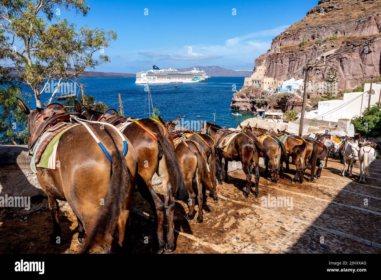Un troupeau d'ânes attendent pour transporter les touristes montant du port d'Oia à la ville d'Oia, Santorini, Iles grecques, Grèce. Banque D'Images