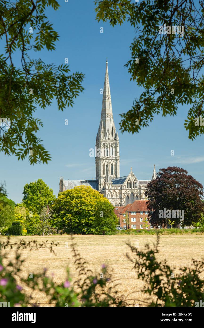 Après-midi d'été à la cathédrale de Salisbury, vue à travers Harnham Water Meadows, Wiltshire, Angleterre. Banque D'Images