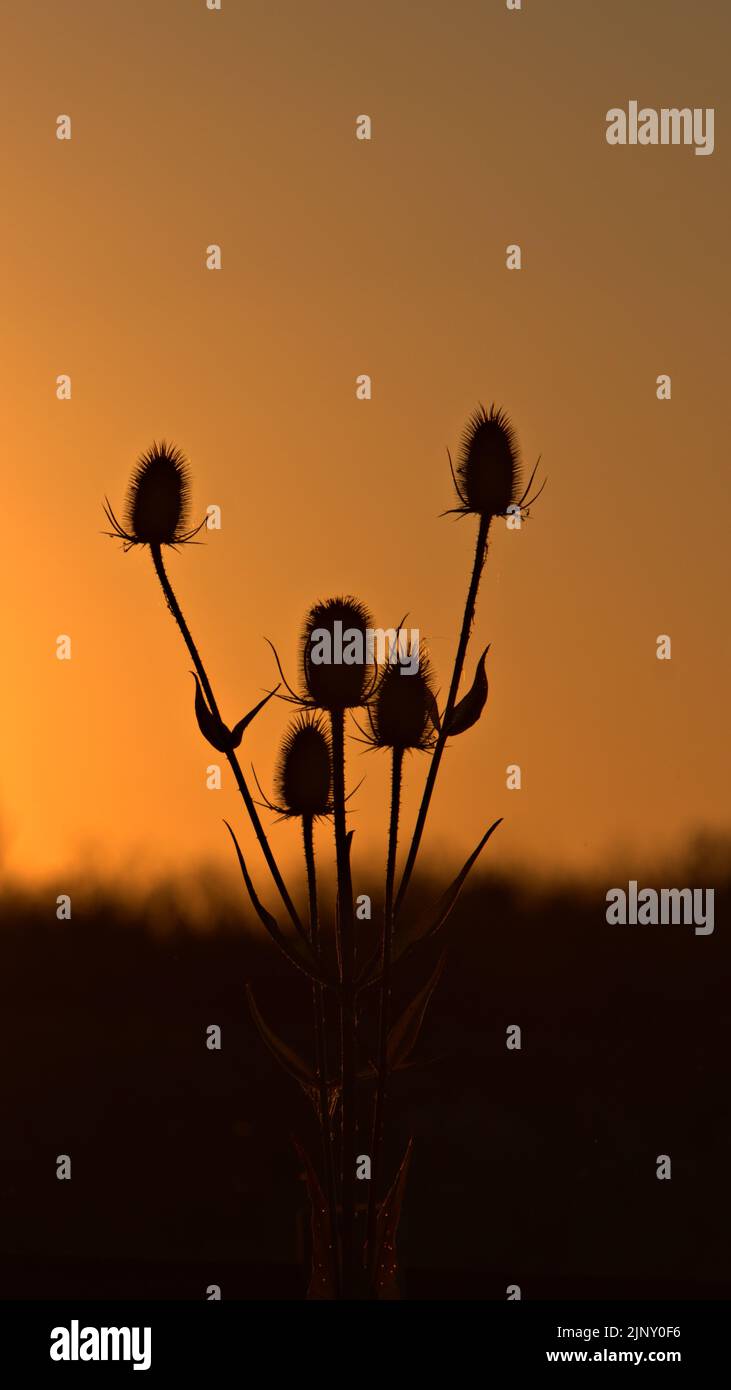 Les chardons au coucher du soleil Banque D'Images