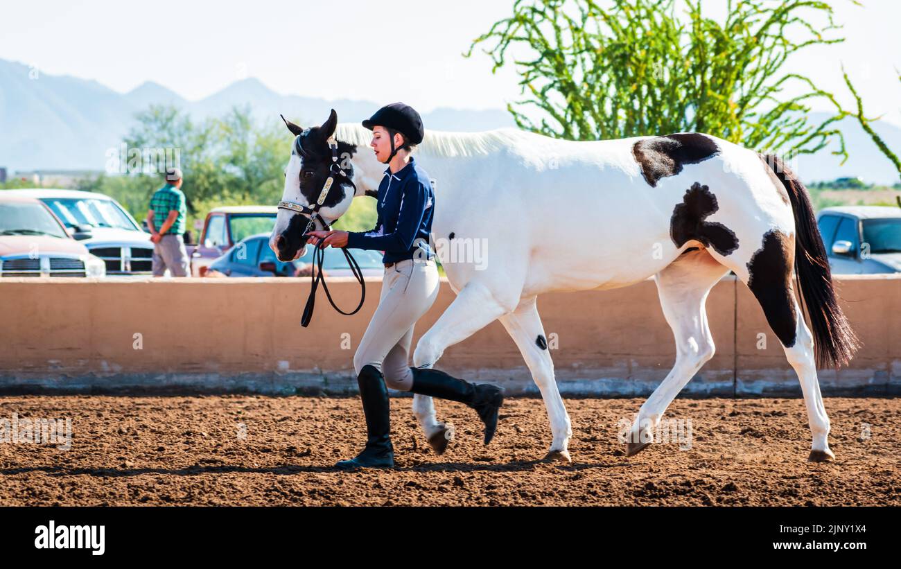 Adolescente marchant une belle grande peinture de cheval blanc avec des taches de châtaignier lors d'une compétition équestre à Phoenix, Arizona, Etats-Unis Banque D'Images