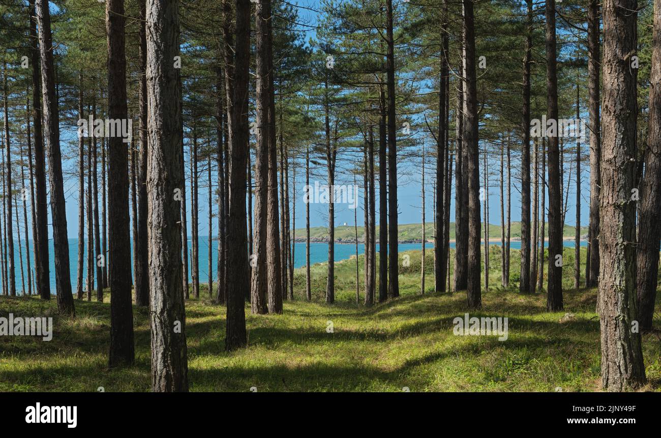 Une plantation de conifères à Newborough Warren, avec l'île Llanddwyn au loin Banque D'Images