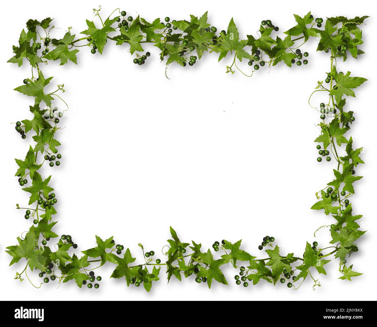 Ivy avec des baies vertes isolées sur fond blanc avec des ombres, cadre rectangulaire. Banque D'Images