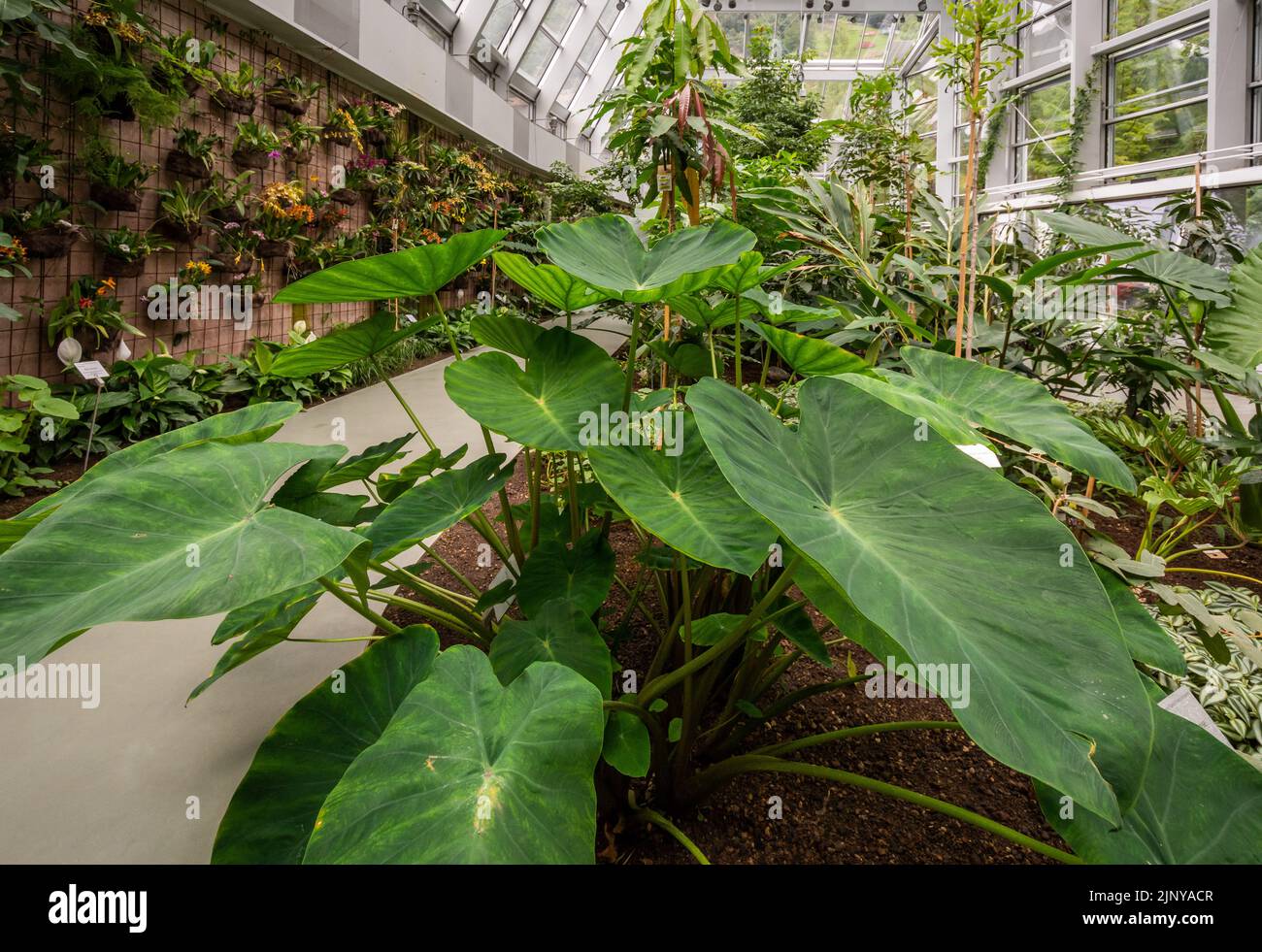 Taro, coco yam, ou Eddoe (Colocasia esculenta), feuilles en serre tropicale dans les jardins botaniques de Merano - jardins de Trauttmansdorff - Italie Banque D'Images