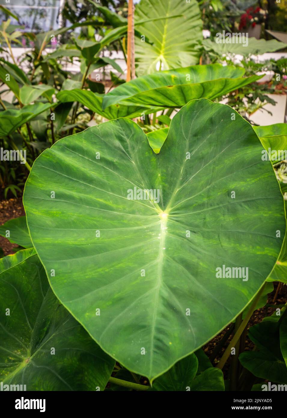 Taro, coco yam, ou Eddoe (Colocasia esculenta), feuilles en serre dans les jardins botaniques Banque D'Images