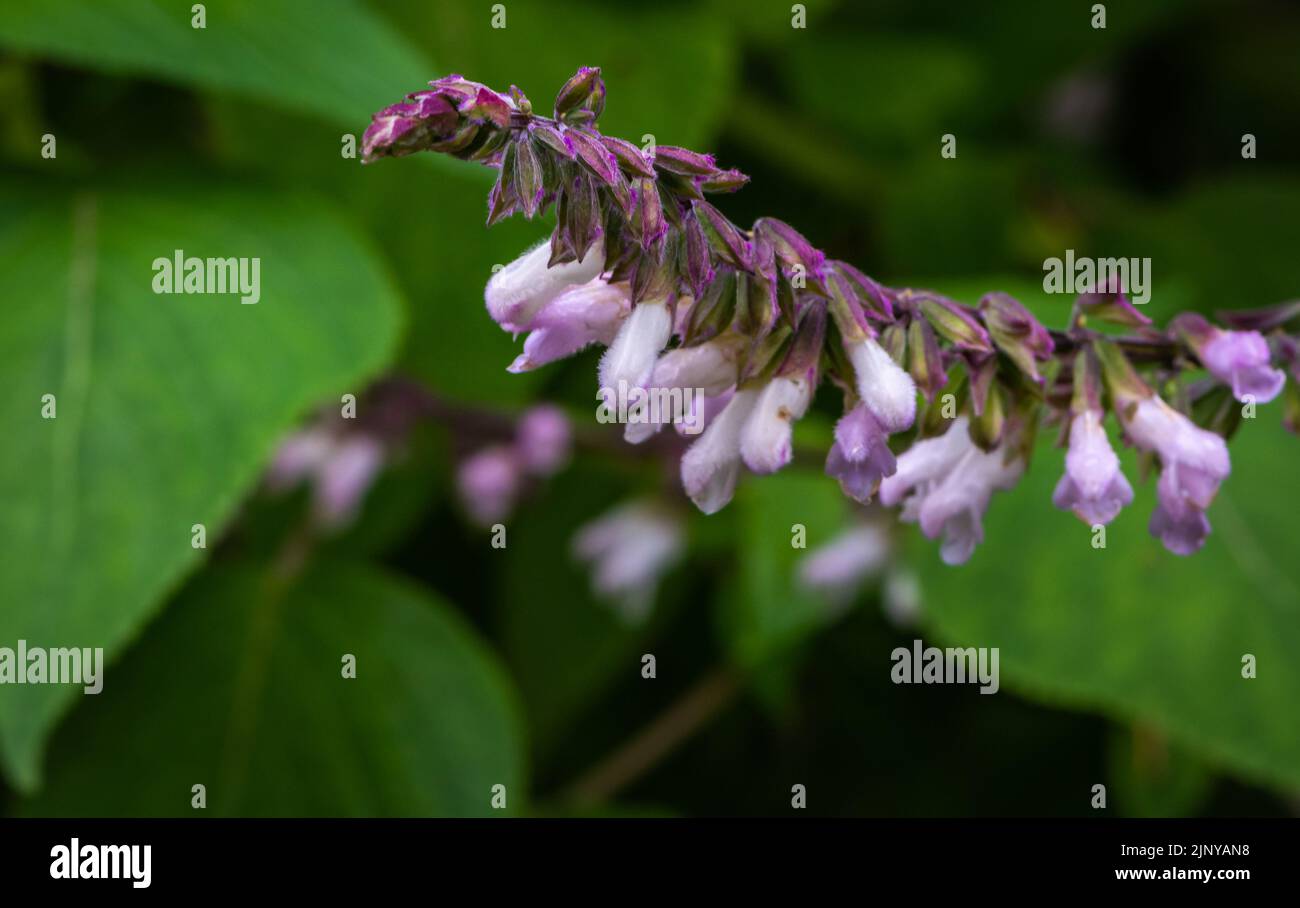 fleur de sauge espagnole (Salvia lavandulifolia). Sauge lavande. Mise au point sélective Banque D'Images