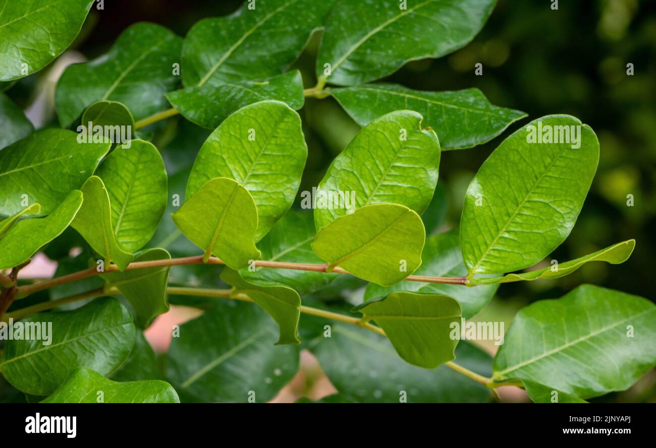 Ceratonia siliqua, feuilles de Carob Tree. Mise au point sélective, Banque D'Images