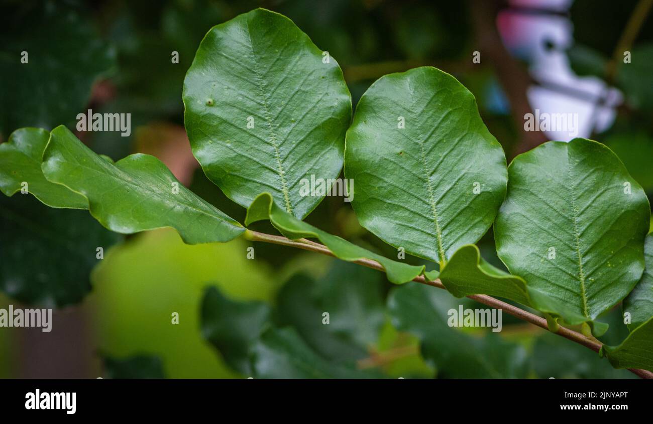 Ceratonia siliqua, feuilles de Carob Tree. Mise au point sélective, Banque D'Images