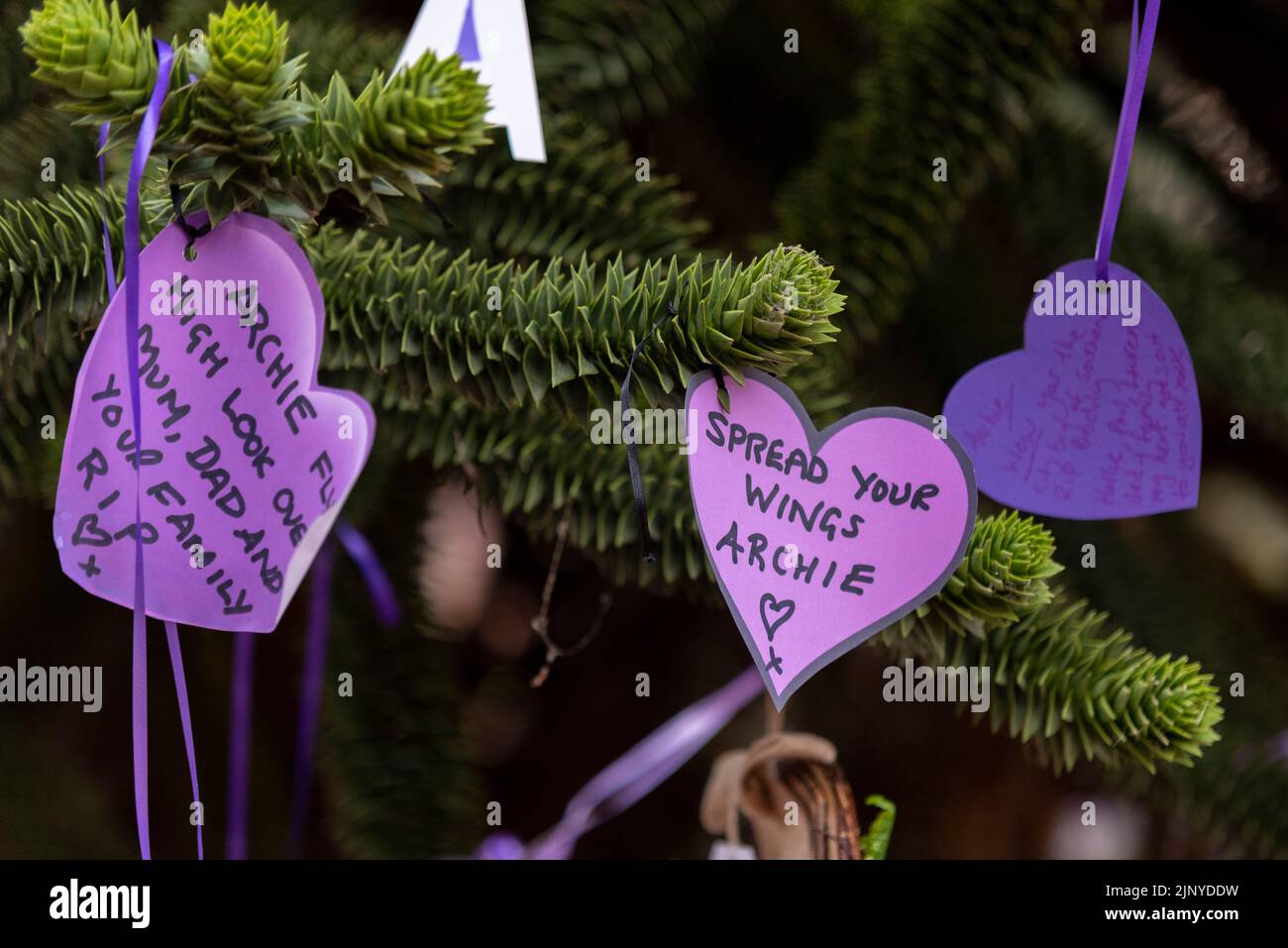 Priory Park, Southend on Sea, Essex, Royaume-Uni. 14th août 2022. Des gens se sont rassemblés à Priory Park, dans la ville natale d'Archie Battersbee, pour rendre hommage au garçon de 12 ans qui est décédé cette semaine après que son soutien de vie a été désactivé après des mois de batailles juridiques par la famille pour tenter de poursuivre le traitement. La famille, les amis et les membres du public ont été invités à se joindre à la prière et à la chanson, les messages étant mis en appui. Des rubans et des cartes violets étaient attachés aux arbres Banque D'Images