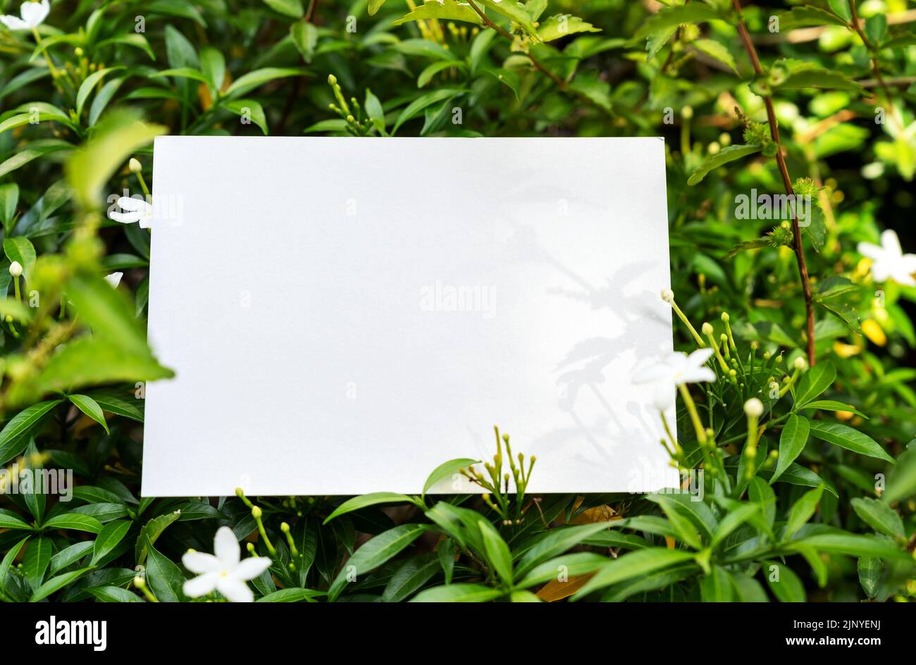 Lumière et ombre sur un morceau de papier vierge sur le dessus des feuilles vertes avec fleur de jasmin d'étoile blanche Banque D'Images