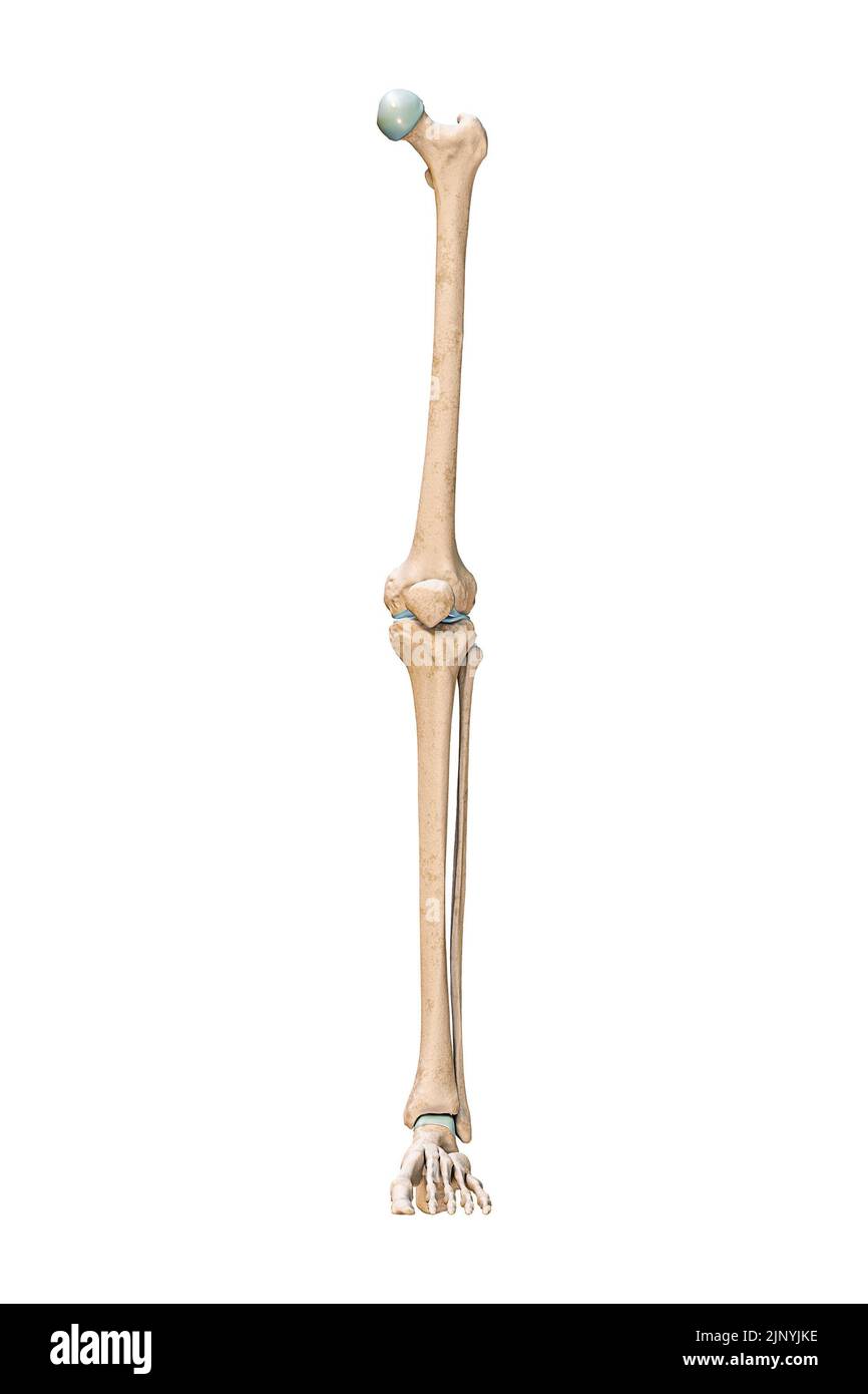 Vue antérieure ou avant précise des os de la jambe ou du membre inférieur du système squelettique humain isolée sur fond blanc 3D illustration du rendu. Un Banque D'Images