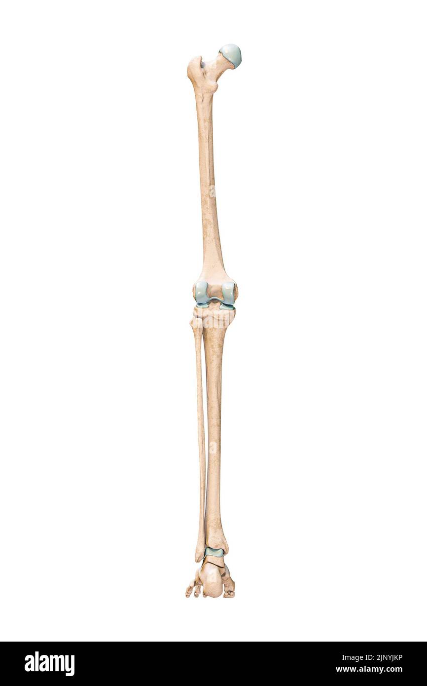 Vue postérieure ou arrière précise des os de la jambe ou du membre inférieur du système squelettique humain isolée sur fond blanc 3D illustration du rendu. Un Banque D'Images