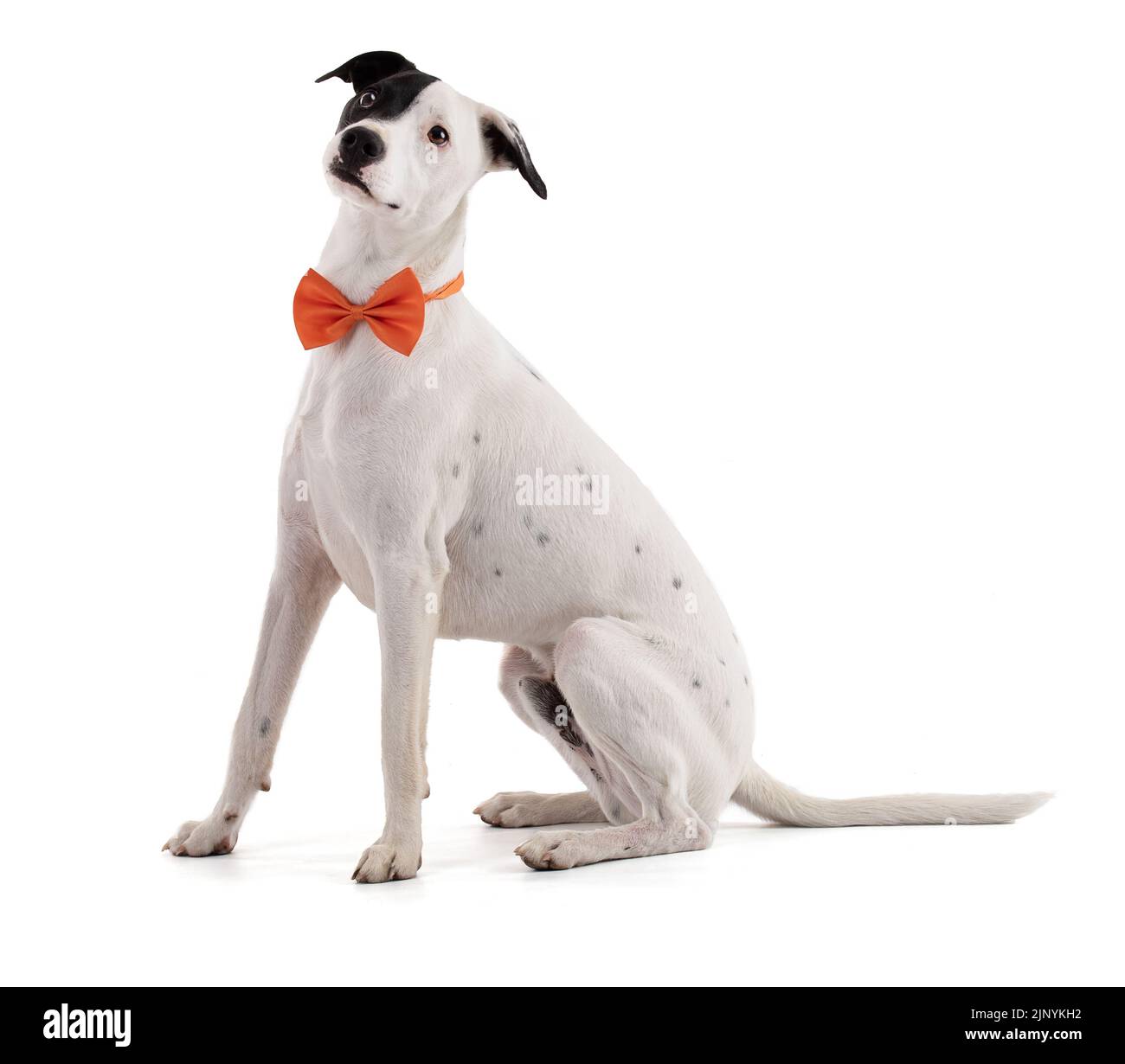 mignon, drôle, élégant chien blanc avec une tache noire sur un oeil et un noeud orange dans un fond blanc Banque D'Images