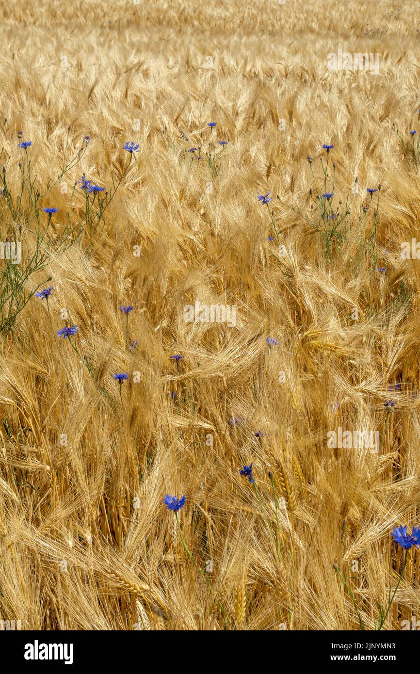 Les cornflowers grandissent comme mauvaises herbes dans le champ d'orge en juin Banque D'Images
