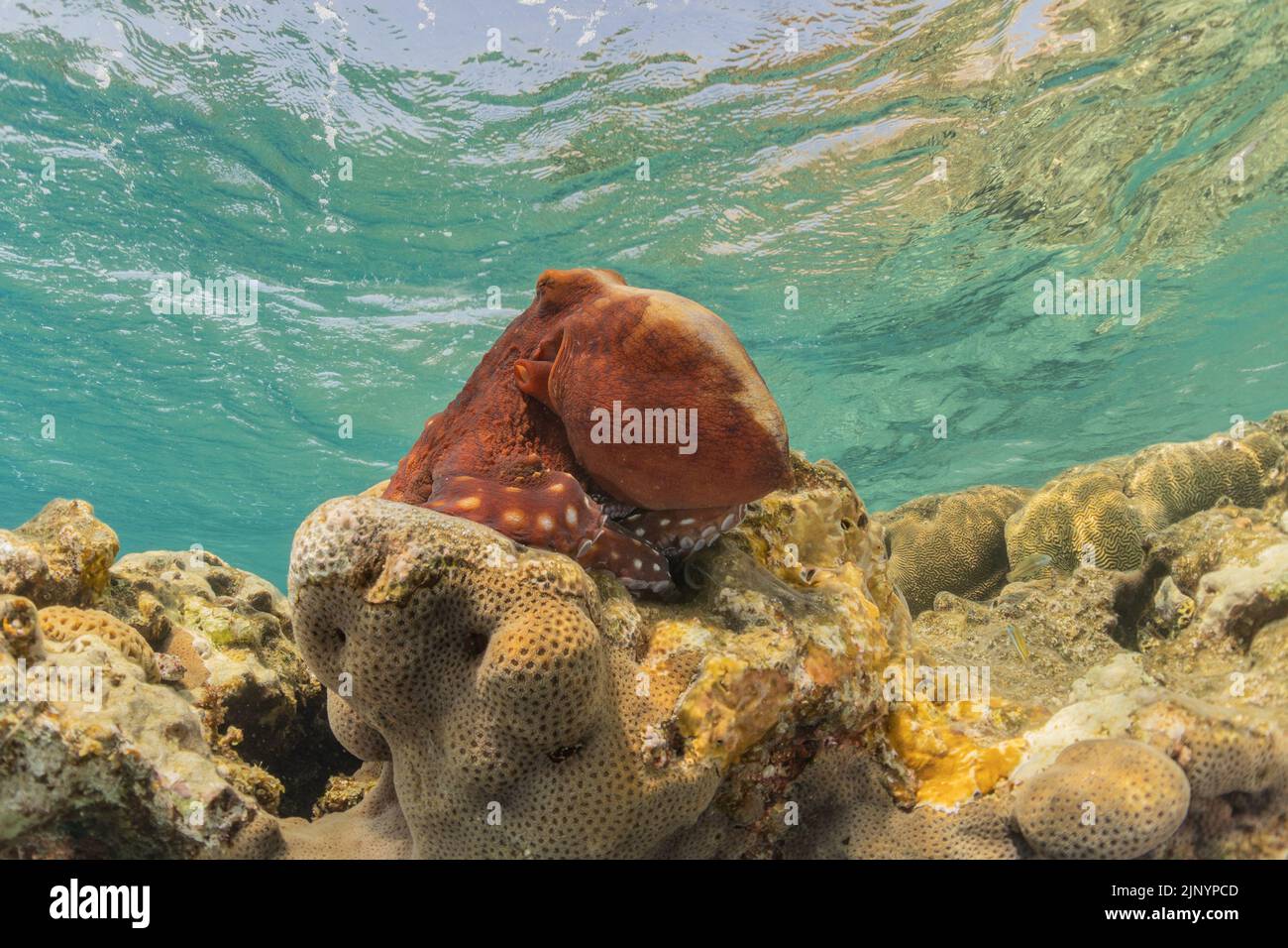 Poulpe, roi du camouflage dans la mer Rouge, Eilat Israël Banque D'Images